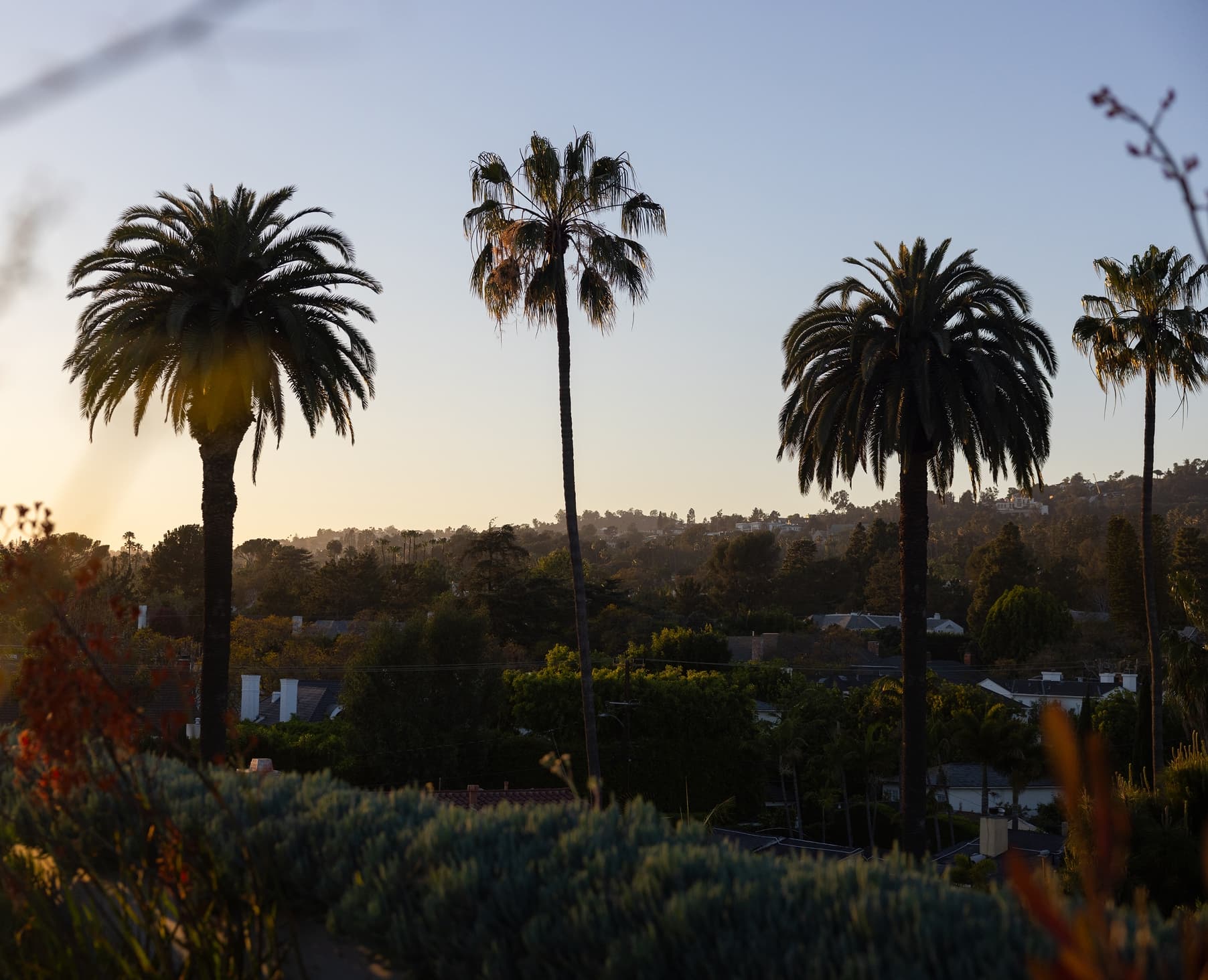 View from the rooftop of The Harland West Hollywood condominium building with palm trees and the rolling hills of Beverly Hills